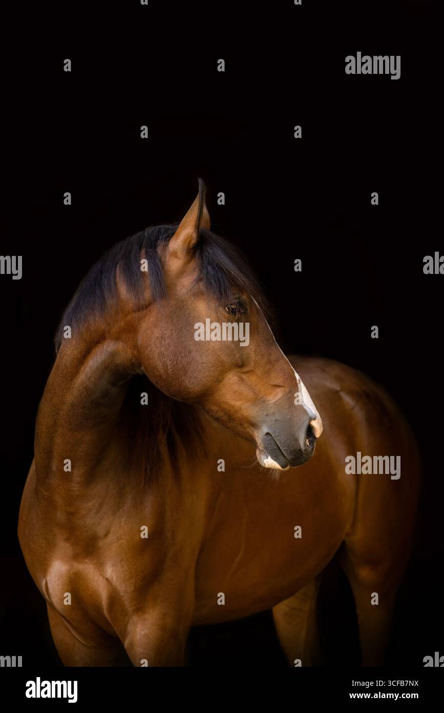 Élégant portrait de cheval arabe berbère sur fond noir Banque D'Images