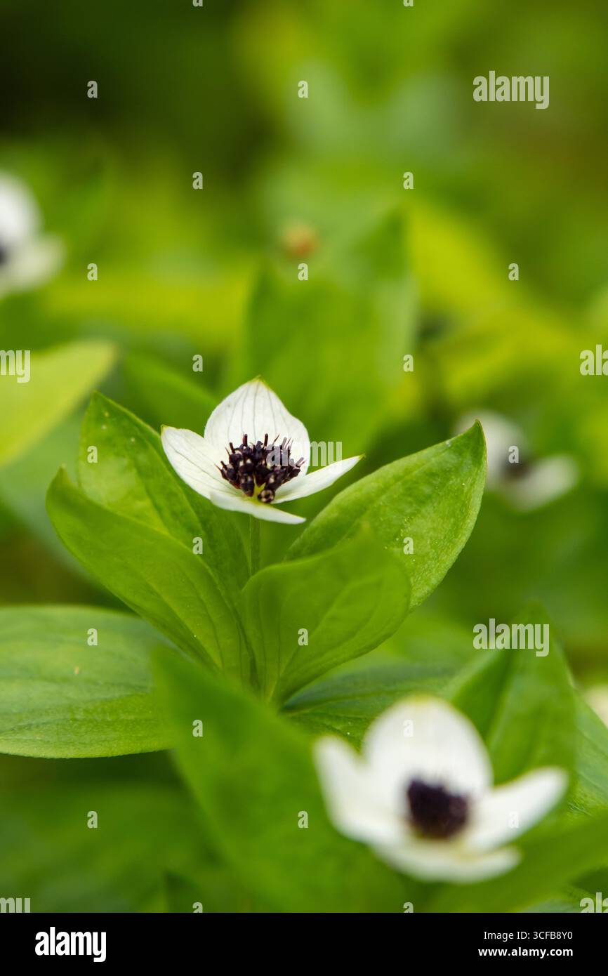 Gros plan d'une fleur de bunchberry suédois (Cornus suecica) dans son habitat naturel en Europe du Nord. Banque D'Images