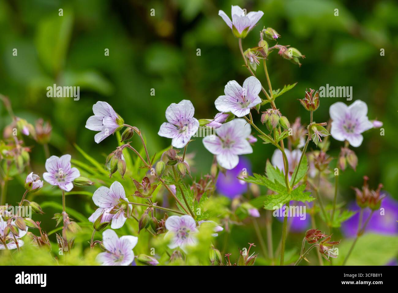 Gros plan d'une fleur de crane de bois (Geranium sylvaticum) dans son habitat naturel. Banque D'Images