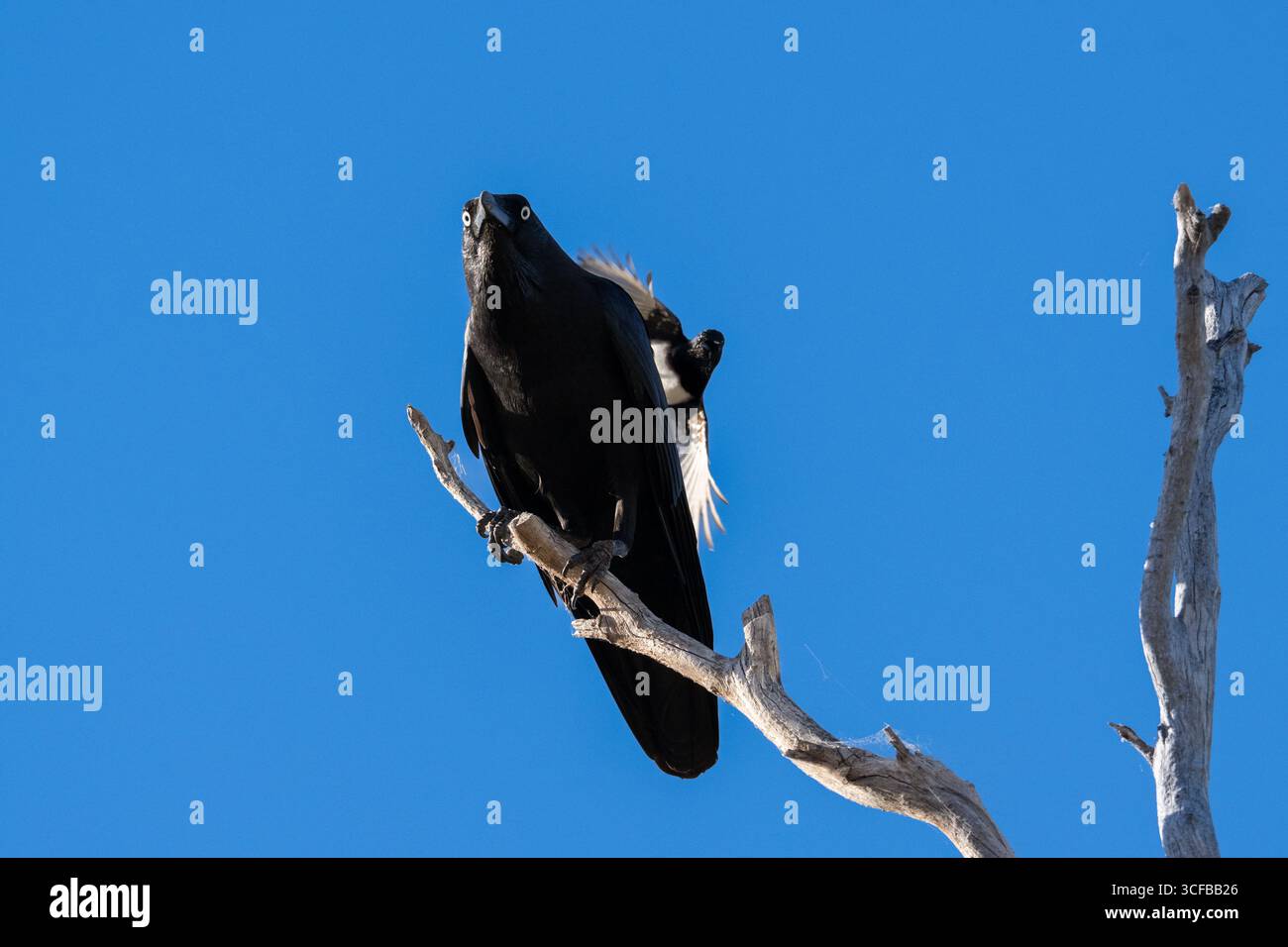 Un corbeau australien est perché sur un arbre mort cherchant au-dessus des zones humides intérieures tout en étant attaqué et bombardé par un wagon Willie à bord. Banque D'Images