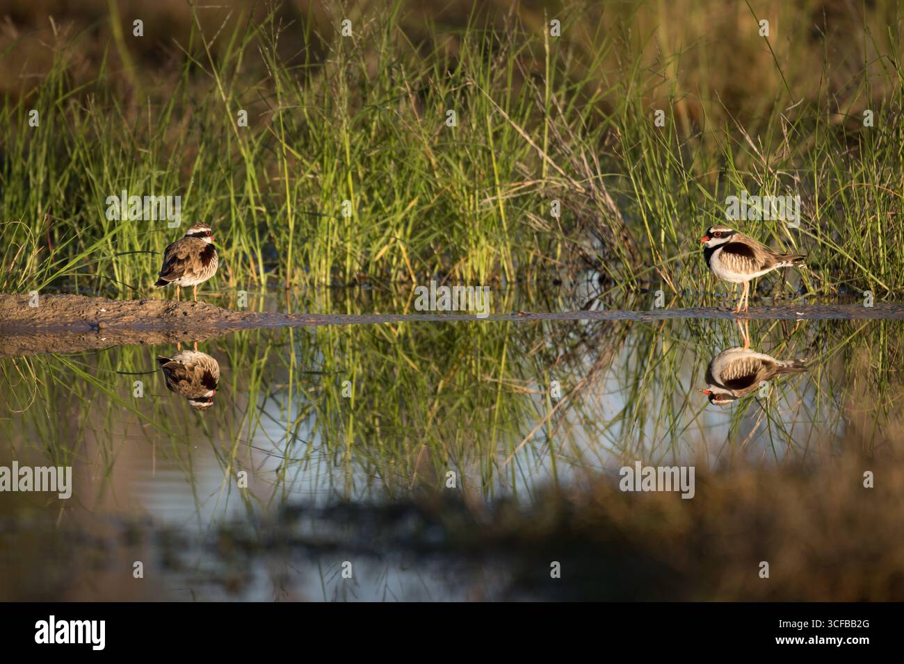 Un reflet parfait et un portrait environnemental vibrant de deux Dotterels à fronts noirs reposant sur un rivage de mini-île soutenu par des roseaux verts luxuriants. Banque D'Images