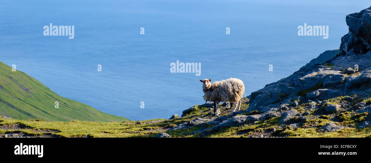 Un mouton pèle paisiblement sur des collines herbeuses avec des affleurements rocheux, surplombant l'océan Atlantique. Ce paysage tranquille dans les îles Féroé met en valeur Banque D'Images
