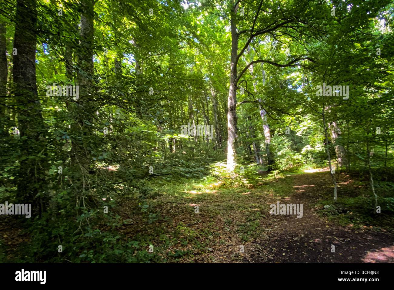 Rayons de soleil illuminant le chemin à travers la forêt verdoyante, créant une atmosphère magique et enchanteresse Banque D'Images