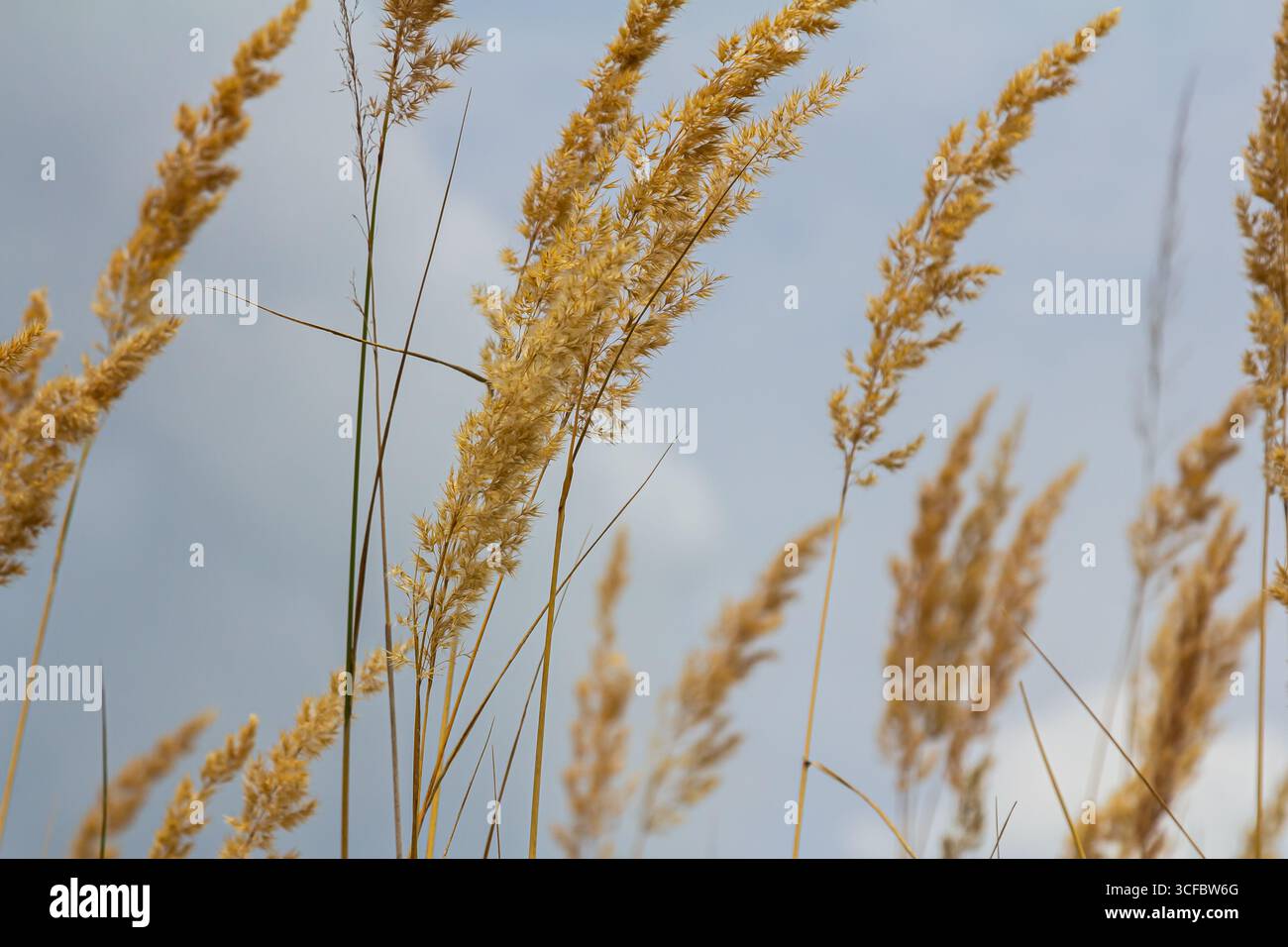 Inflorescence du bois petit roseau Calamagrostis épigejos sur un pré. Banque D'Images