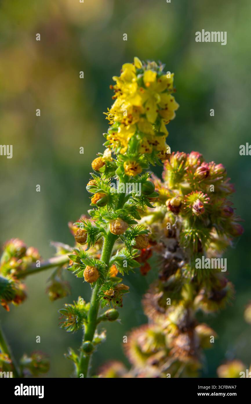 L'été à l'état sauvage parmi les herbes sauvages fleurit agrimonia eupatoria. Plante médicinale. Banque D'Images