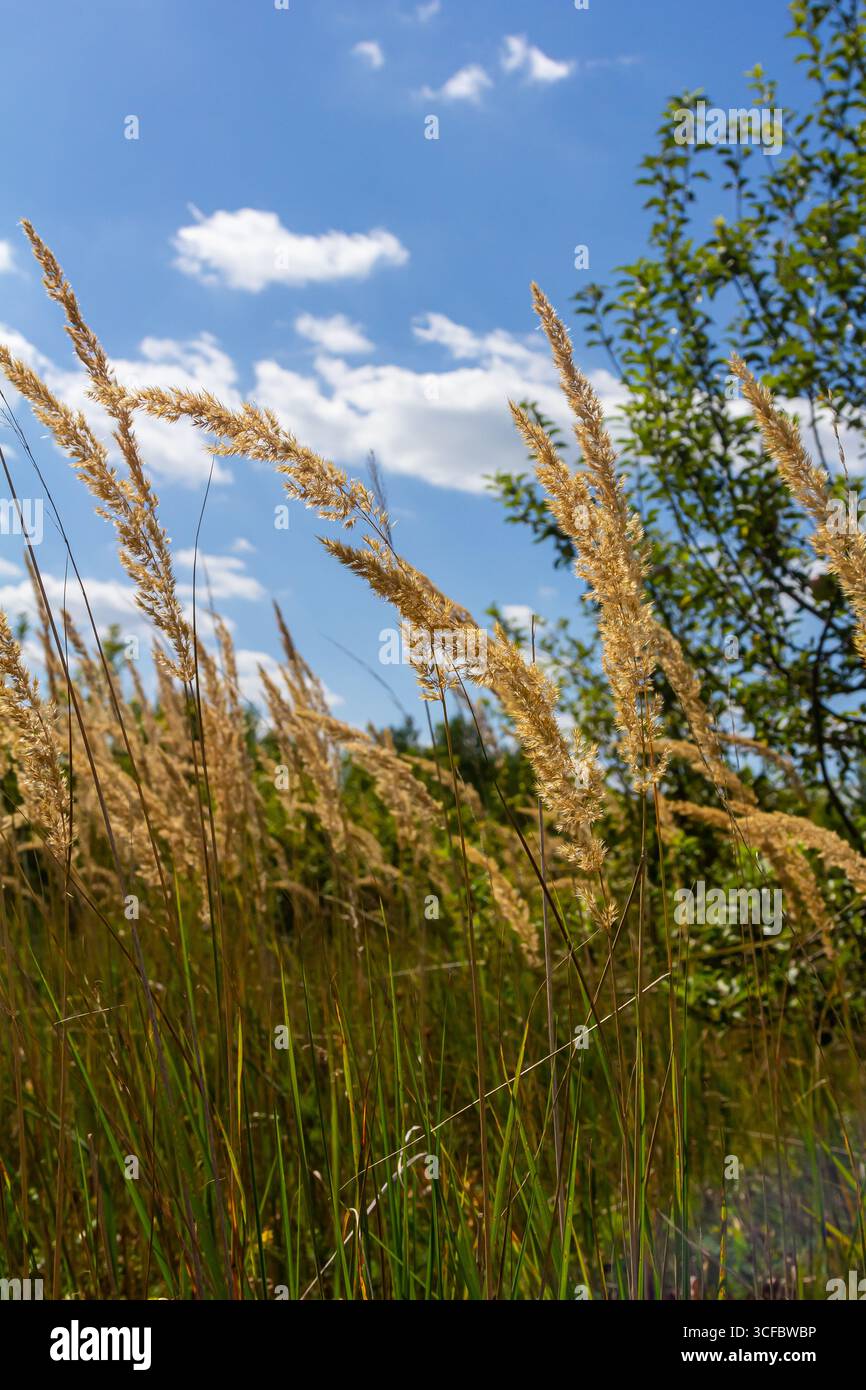Inflorescence du bois petit roseau Calamagrostis épigejos sur un pré. Banque D'Images