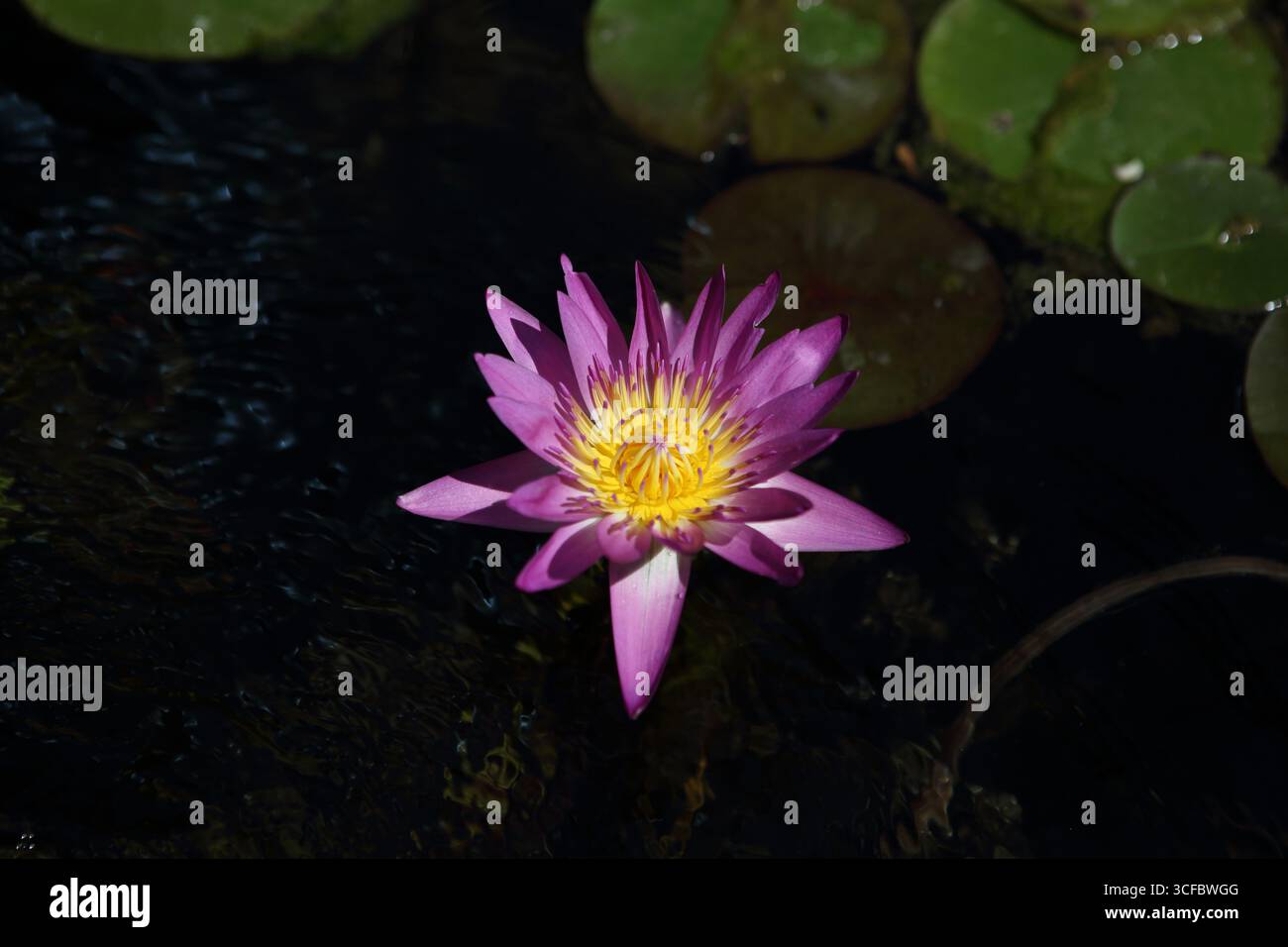Lys d'eau rose ou Nymphaea Nouchali var, une plante aquatique de la famille des Nymphaeaceae dans une piscine ornementale. Banque D'Images