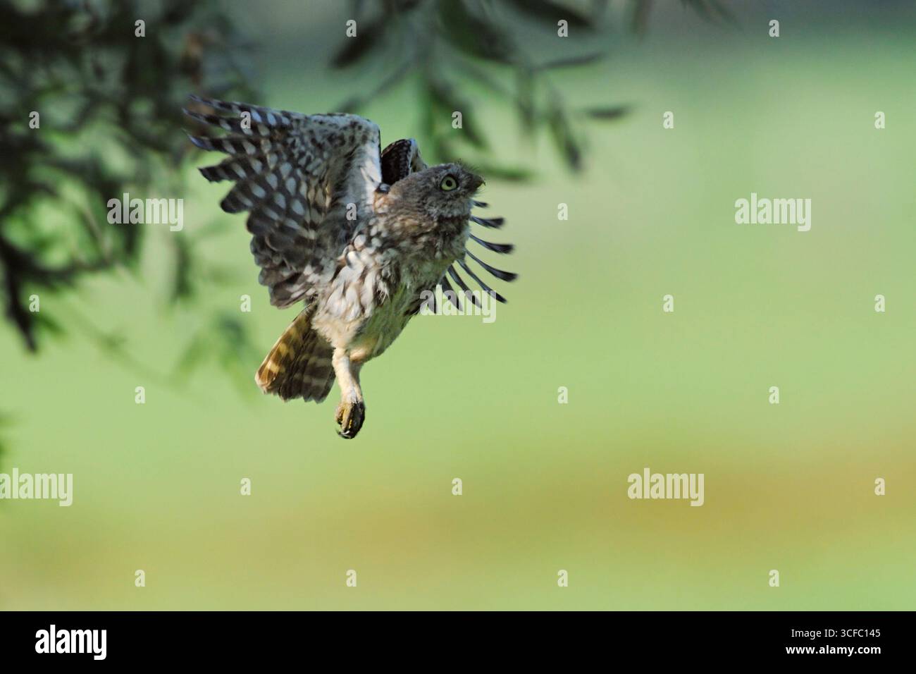 Little Owl / Minervas Owl (Athene noctua), jeune, jeune, naissant, dans son vol typique, volant sur un saule pollard, faune, Europe. Banque D'Images