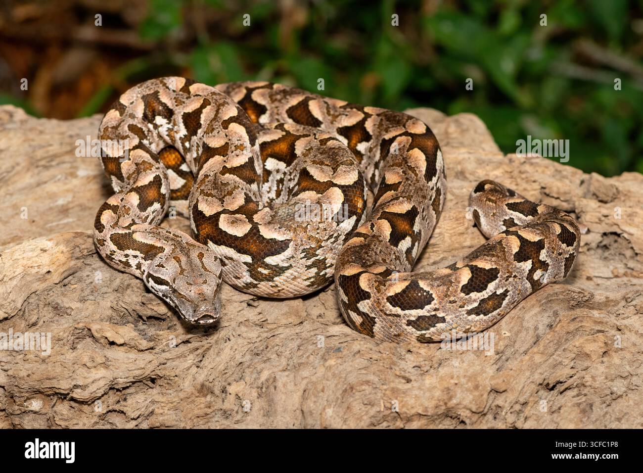 Un beau boa de Dumeril (Acrantophis dumerili), enroulé sur une grande branche. Un serpent non venimeux endémique de Madagascar Banque D'Images