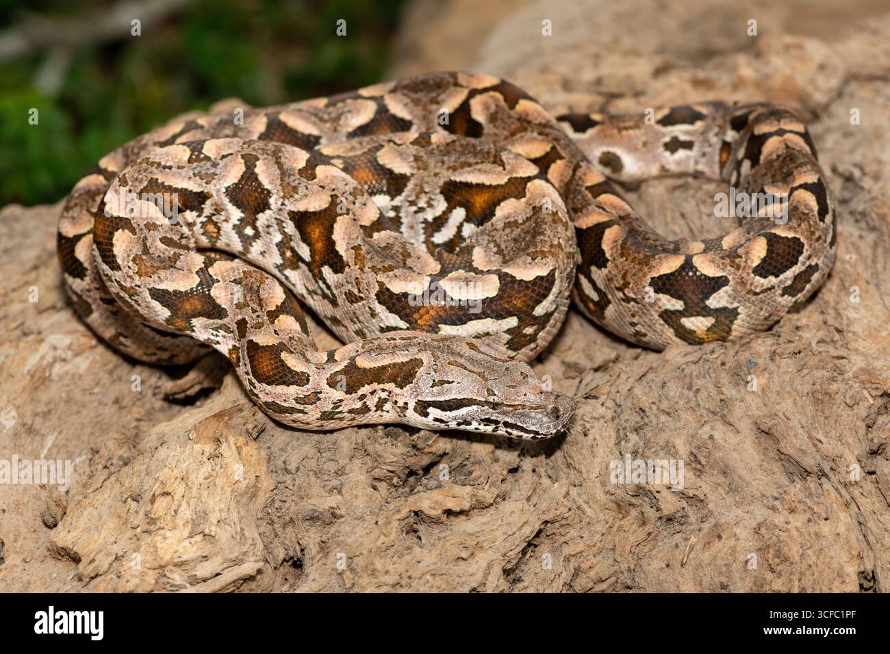 Un beau boa de Dumeril (Acrantophis dumerili), enroulé sur une grande branche. Un serpent non venimeux endémique de Madagascar Banque D'Images