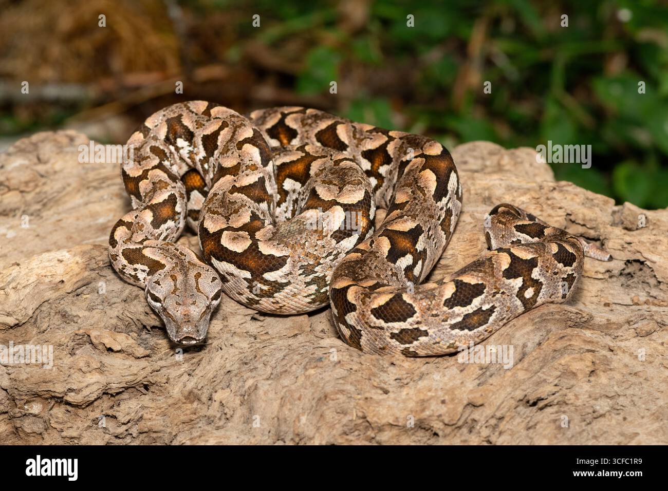Un beau boa de Dumeril (Acrantophis dumerili), enroulé sur une grande branche. Un serpent non venimeux endémique de Madagascar Banque D'Images