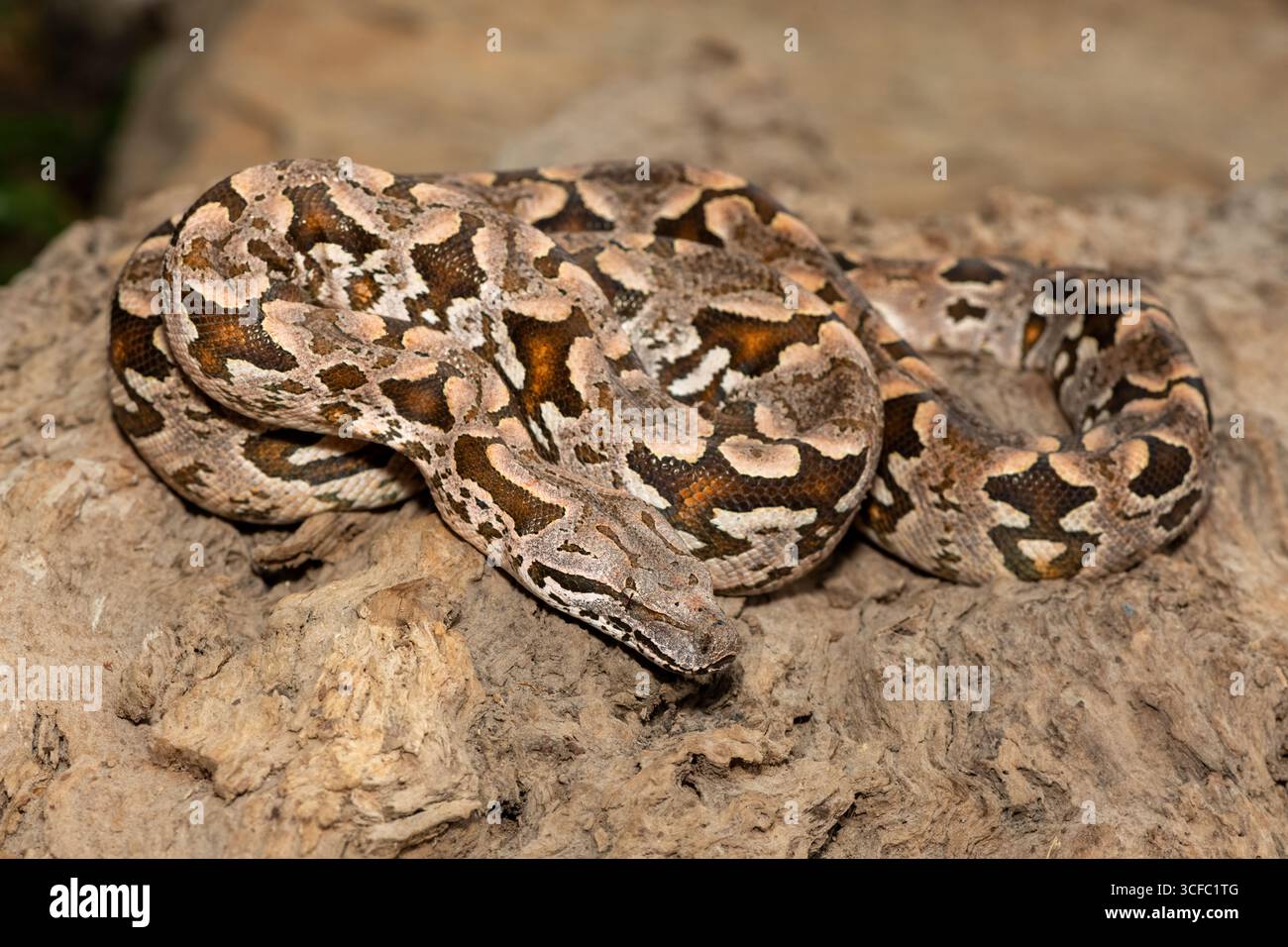 Un beau boa de Dumeril (Acrantophis dumerili), enroulé sur une grande branche. Un serpent non venimeux endémique de Madagascar Banque D'Images