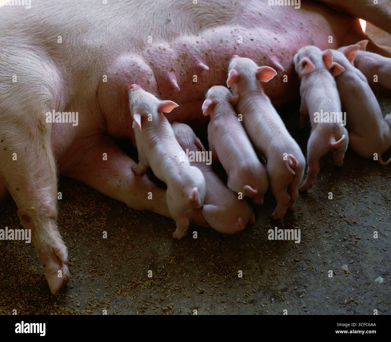 Porcelets allaitant à la ferme Banque D'Images