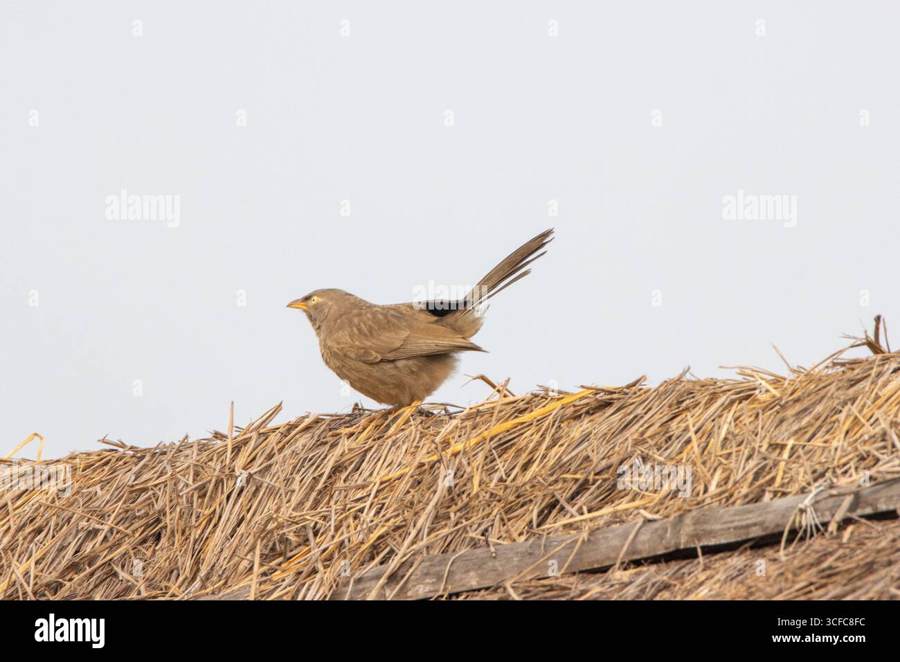 Jungle babbler (Argya striata) sur la crête d'un palapa de chaume Banque D'Images