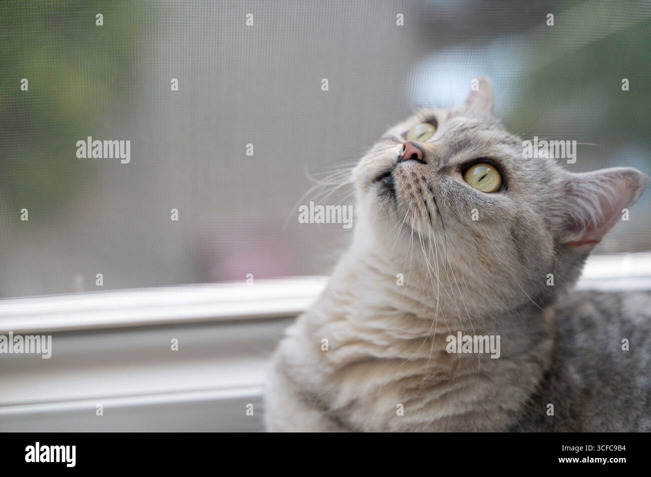 Un chat gris clair avec des yeux verts étonnamment beaux regarde curieusement par la fenêtre et observe Banque D'Images