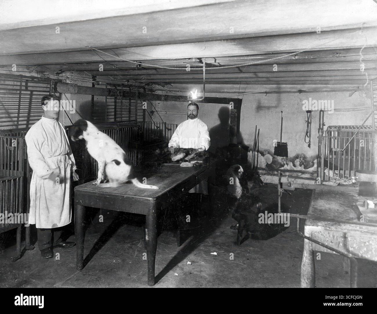 Un sous-sol (peut-être la salle pré-opératoire du département de physiologie), Institut impérial de médecine expérimentale, Saint-Pétersbourg, avec des chiens, des cages et deux gardiens d'animaux, 1904. Banque D'Images