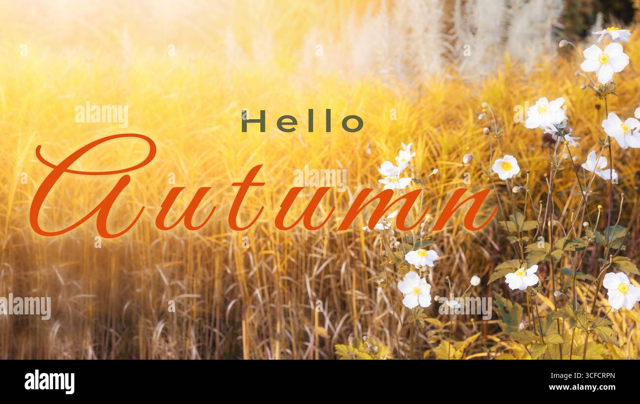 Bonjour fond d'automne avec herbe dorée, fleurs blanches, nature saisonnière, paysage d'automne, conception florale pour carte de voeux, bannière, vente saisonnière, aut Banque D'Images