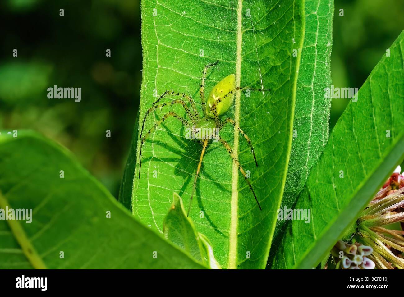 L'araignée lynx verte (Peucetia viridans). Cette espèce n'utilise pas de toile pour capturer ses proies. Il se jette sur sa proie d'une manière semblable à un chat, qui est Banque D'Images