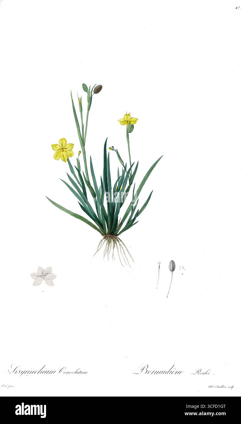 Illustration de Sisyrinchium convolutum, Pierre-Joseph Redoute, domaine public Banque D'Images