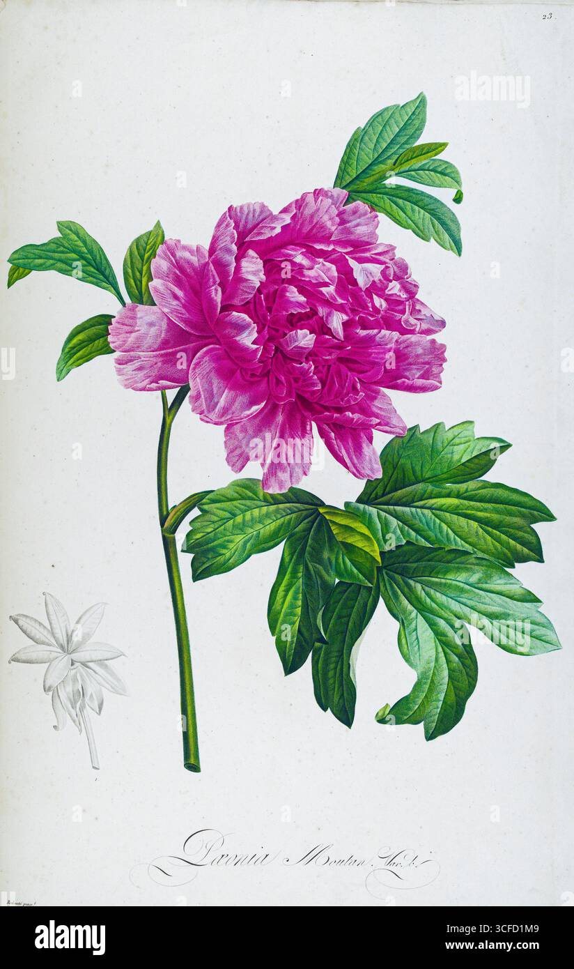 Illustration de Paeonia Moutan. Pierre-Joseph Redoute, domaine public Banque D'Images