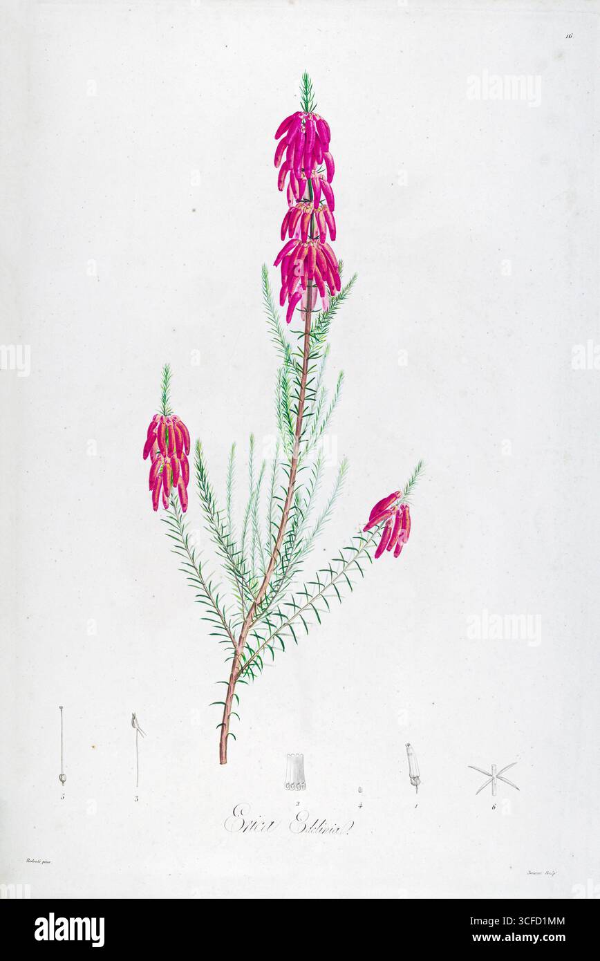 Illustration d'Erica edelinia. Pierre-Joseph Redoute, domaine public Banque D'Images