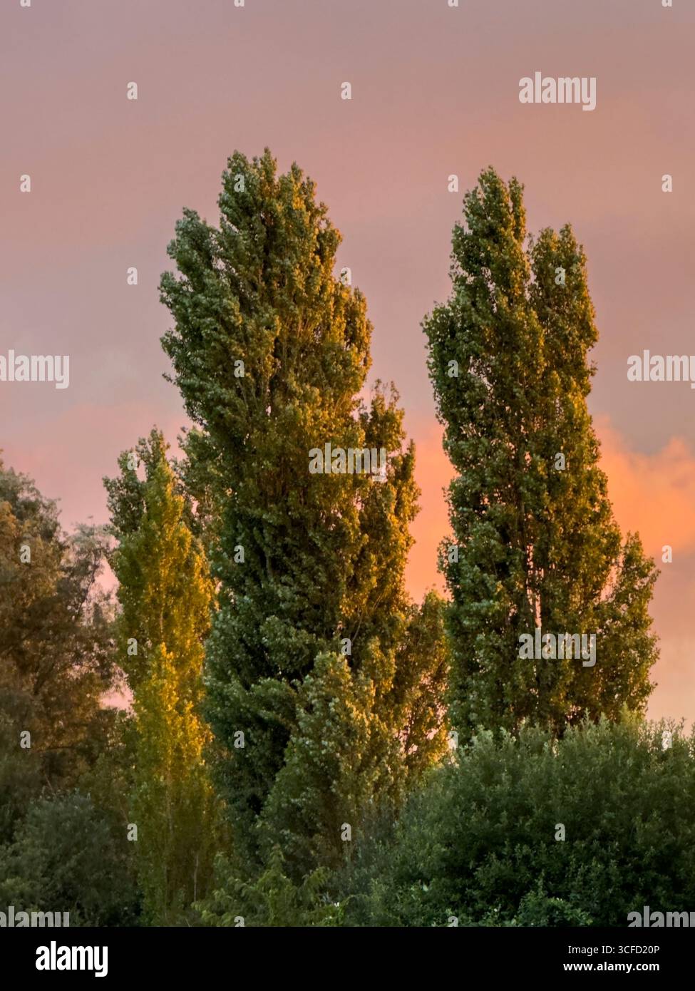 Grands arbres verts sous un ciel de coucher de soleil vibrant avec des nuances de rose et d'orange. Londres, Royaume-Uni Banque D'Images
