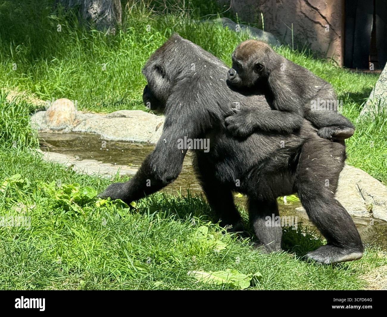 Gorilla adulte portant bébé Gorilla sur le dos Banque D'Images