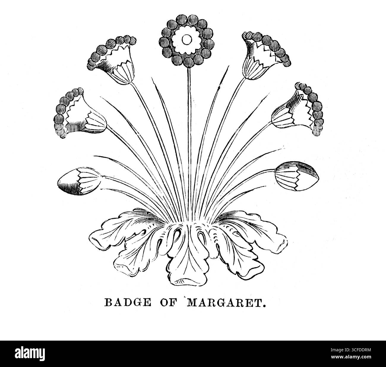 Insigne de Marguerite d'Anjou Banque D'Images