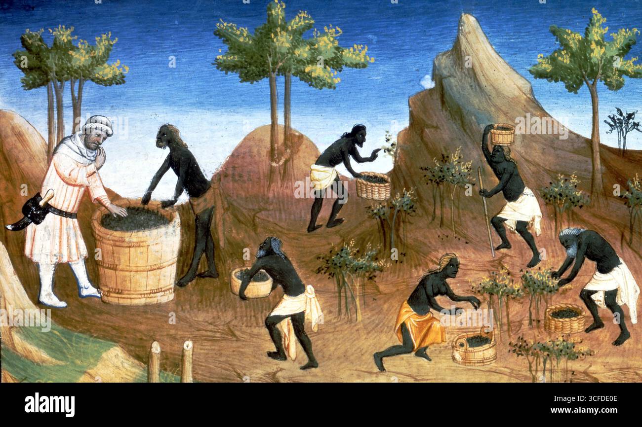 Récolte de poivre. Les voyages de Marco Polo à l'est au XIVe siècle ont captivé l'imagination de l'Europe. L'illustration est l'interprétation imaginée par un artiste occidental d'une récolte de poivrons tirée du manuscrit français du XVe siècle le uvre des merveilles de Marco Polo. Extrait de Spice of Life de Sheldon Greenberg et Elizabeth Lambeth Ortiz page 44. Marco Polo (1254-1324) était un commerçant et explorateur vénitien qui, avec son père Niccolò et son oncle Maffeo, fut l'un des premiers occidentaux à parcourir la route de la soie vers la Chine (qu'il appelait Cathay). Il a visité le Banque D'Images