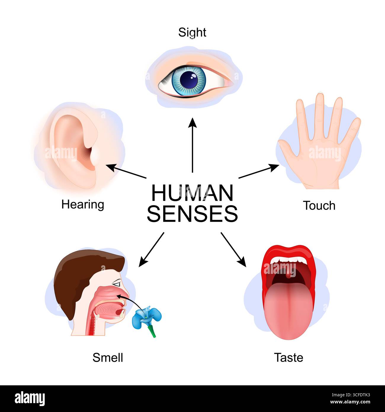 Cinq sens humains : ouïe, toucher, goût, odorat, vue. Affiche vectorielle détaillée Illustration de Vecteur
