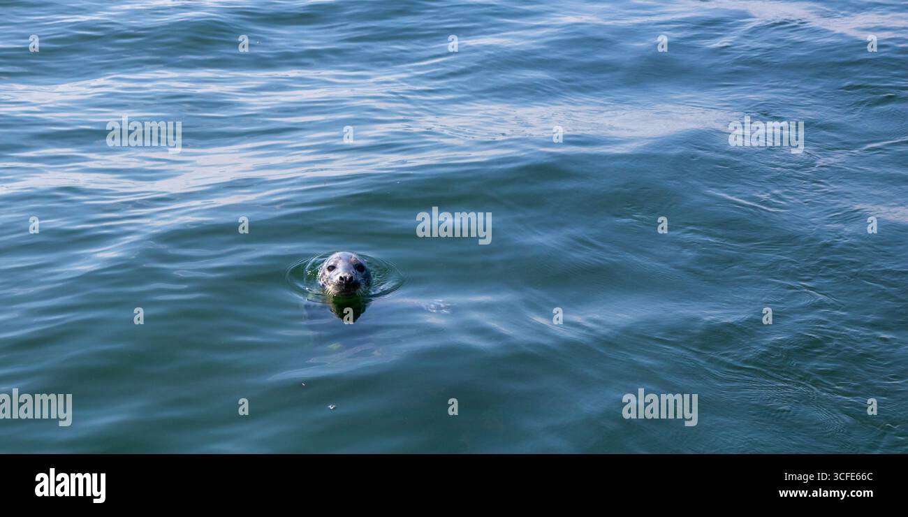 Phoques nageant dans la mer Baltique près de la Finlande. Animal marin sauvage dans son habitat naturel, symbole de la faune arctique, de l'écologie, de la biodiversité et du mari fragile Banque D'Images