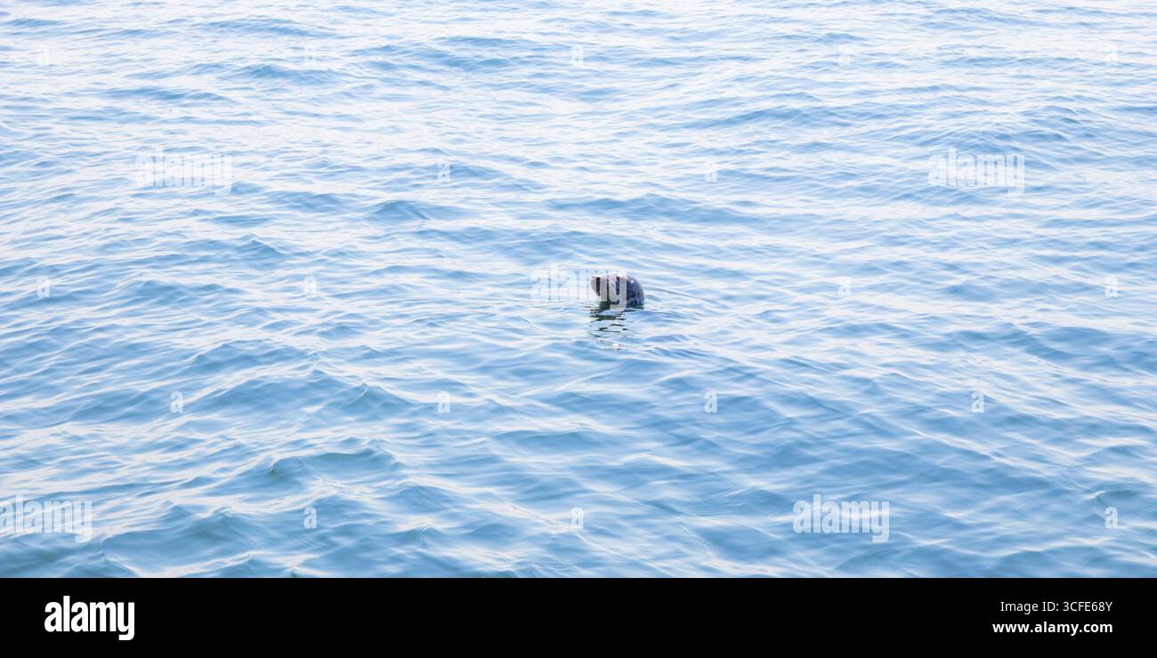 Phoques nageant dans la mer Baltique près de la Finlande. Animal marin sauvage dans son habitat naturel, symbole de la faune arctique, de l'écologie, de la biodiversité et du mari fragile Banque D'Images