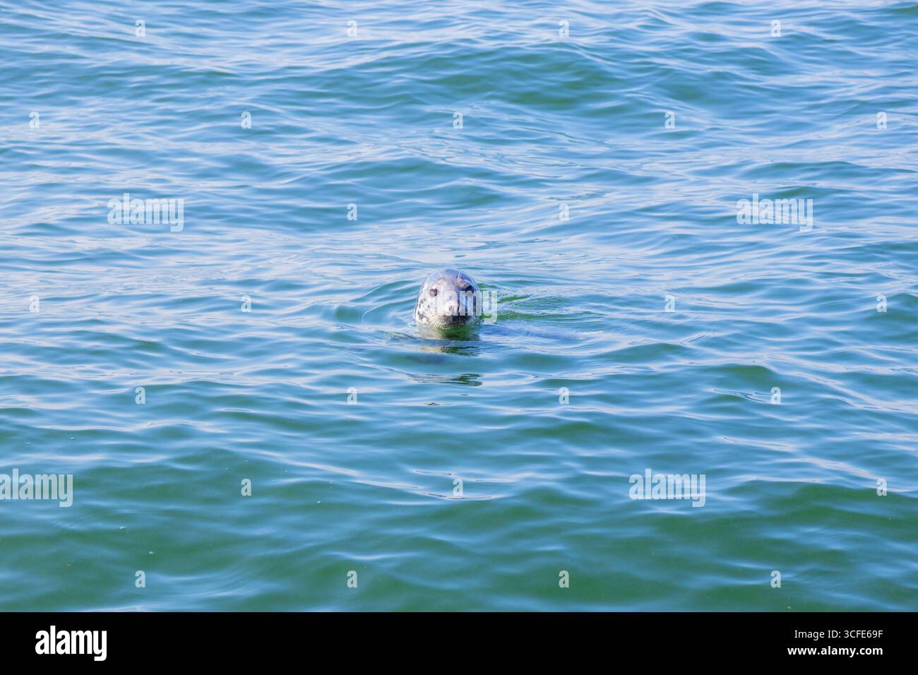 Phoques nageant dans la mer Baltique près de la Finlande. Animal marin sauvage dans son habitat naturel, symbole de la faune arctique, de l'écologie, de la biodiversité et du mari fragile Banque D'Images