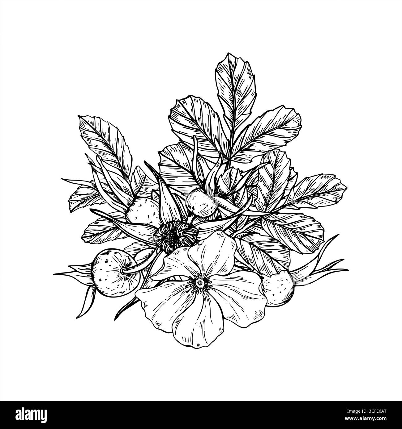 Illustration isolée de vecteur de buisson de rose fleurie peinte par des encres noires. Chien sauvage rose fleurs, baies et feuilles bouquet graphique esquisse Illustration de Vecteur