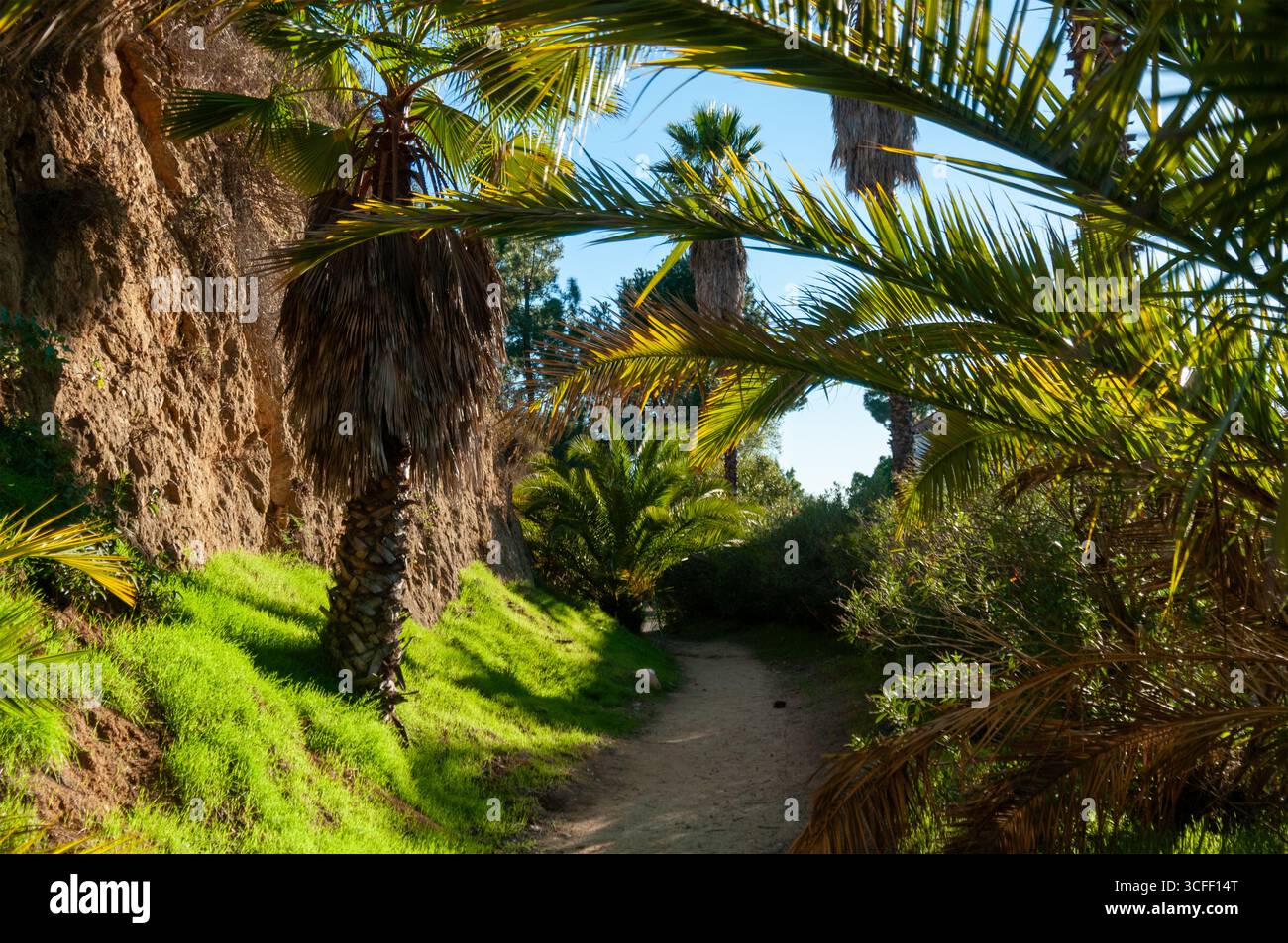 HOLLYWOOD, CALIFORNIE, États-Unis : un sentier de randonnée dans les collines d'Hollywood mène à des vues sur le panneau Hollywood pendant un après-midi d'hiver vif. Banque D'Images