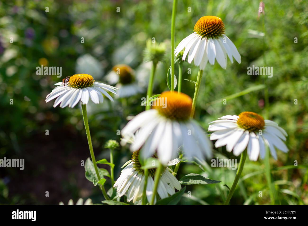 Gros plan de l'échinacée blanche purpurea White Swan floraison dans le jardin d'été. Abeille collectant le nectar sur la fleur. Coneflower attire les pollinisateurs. Gros plan Banque D'Images
