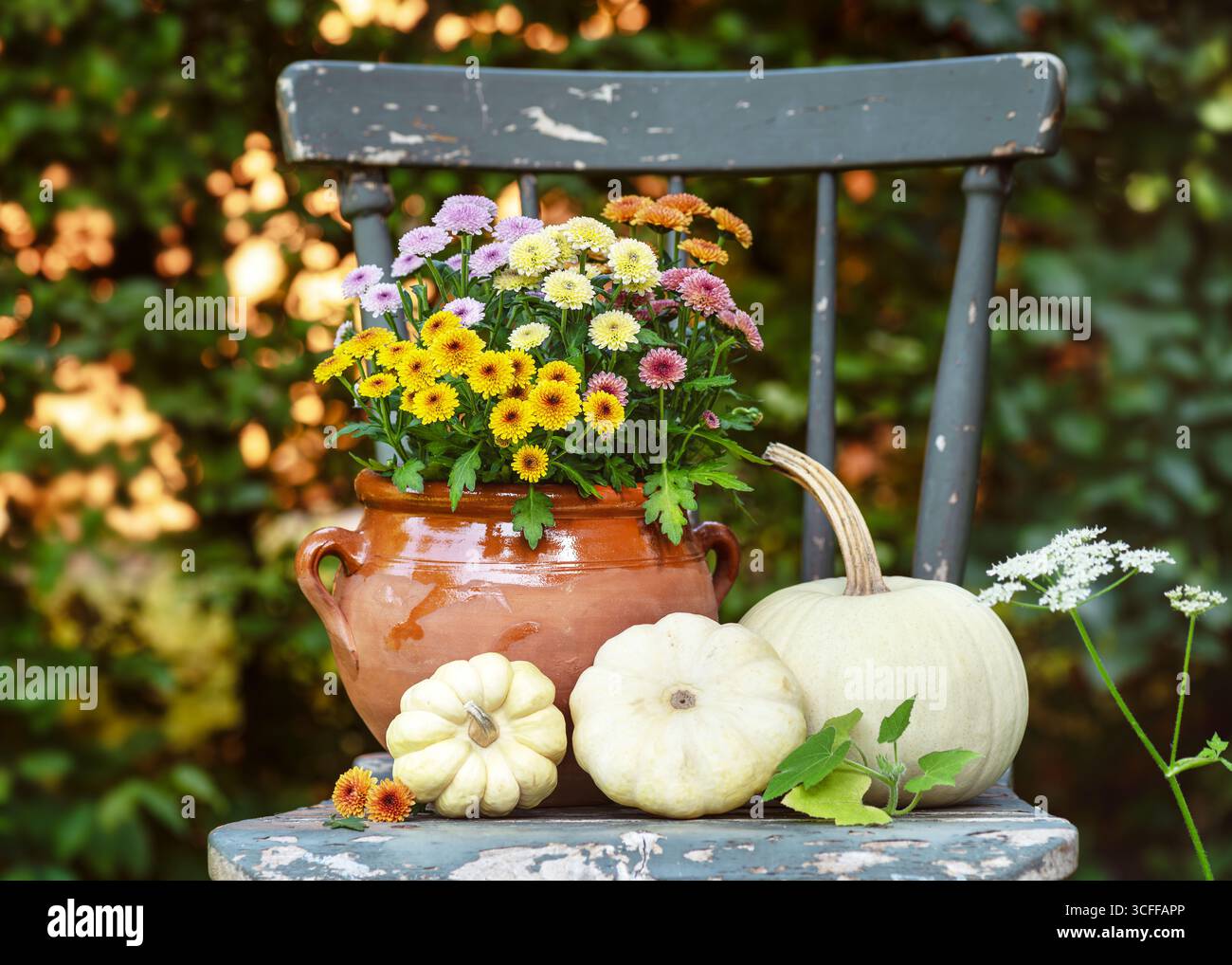 Arrangement rustique d'automne avec des chrysanthèmes colorés dans un pot en argile et des citrouilles ornementales blanches sur une vieille chaise. Décoration cosy avec charme campagnard Banque D'Images
