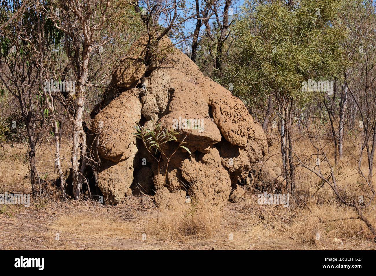 Ce château géant de fourmis peut accueillir de quelques dizaines à des millions de fourmis - Derby, WA, Australie Banque D'Images