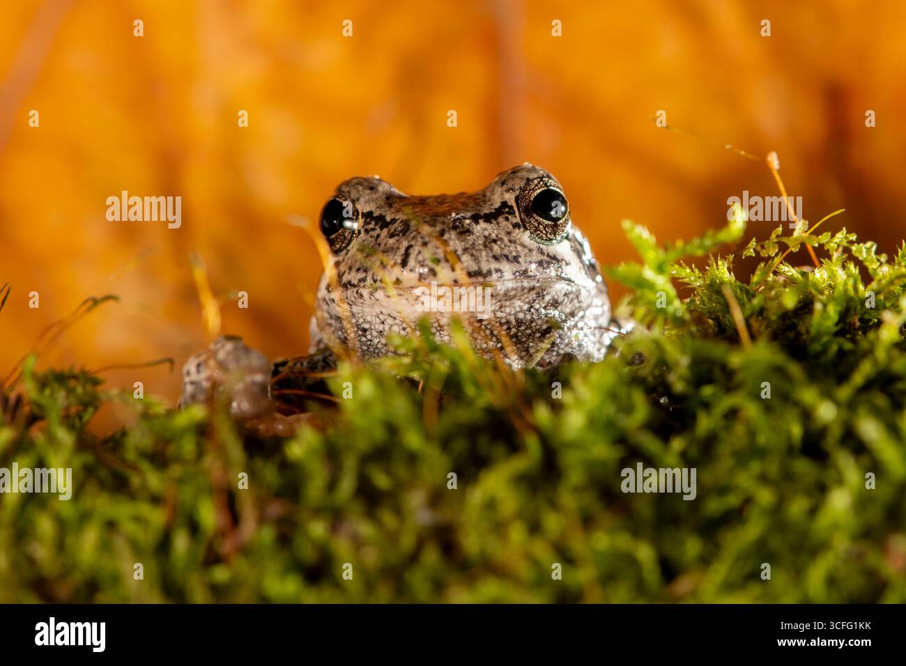 Vadnais Heights, Minnesota. Gris Treefrog. Peut changer de couleur du gris au vert en fonction de la météo ou de l'habitat. Il est impossible de distinguer de COPE Banque D'Images