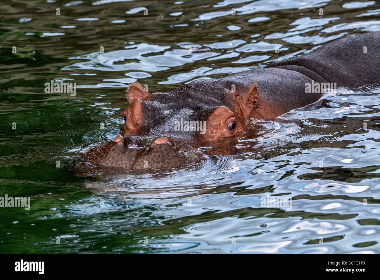 Topeka, Kansas. Zoo Topeka. En gros plan d'un Hippopotamus de rivière ; Hippopotamus amphibius. Banque D'Images