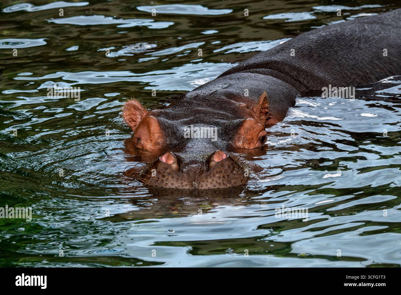 Topeka, Kansas. Zoo Topeka. Gros plan d'une rivière Hippopotamus ; Hippopotamus amphibius regardant la caméra. Banque D'Images