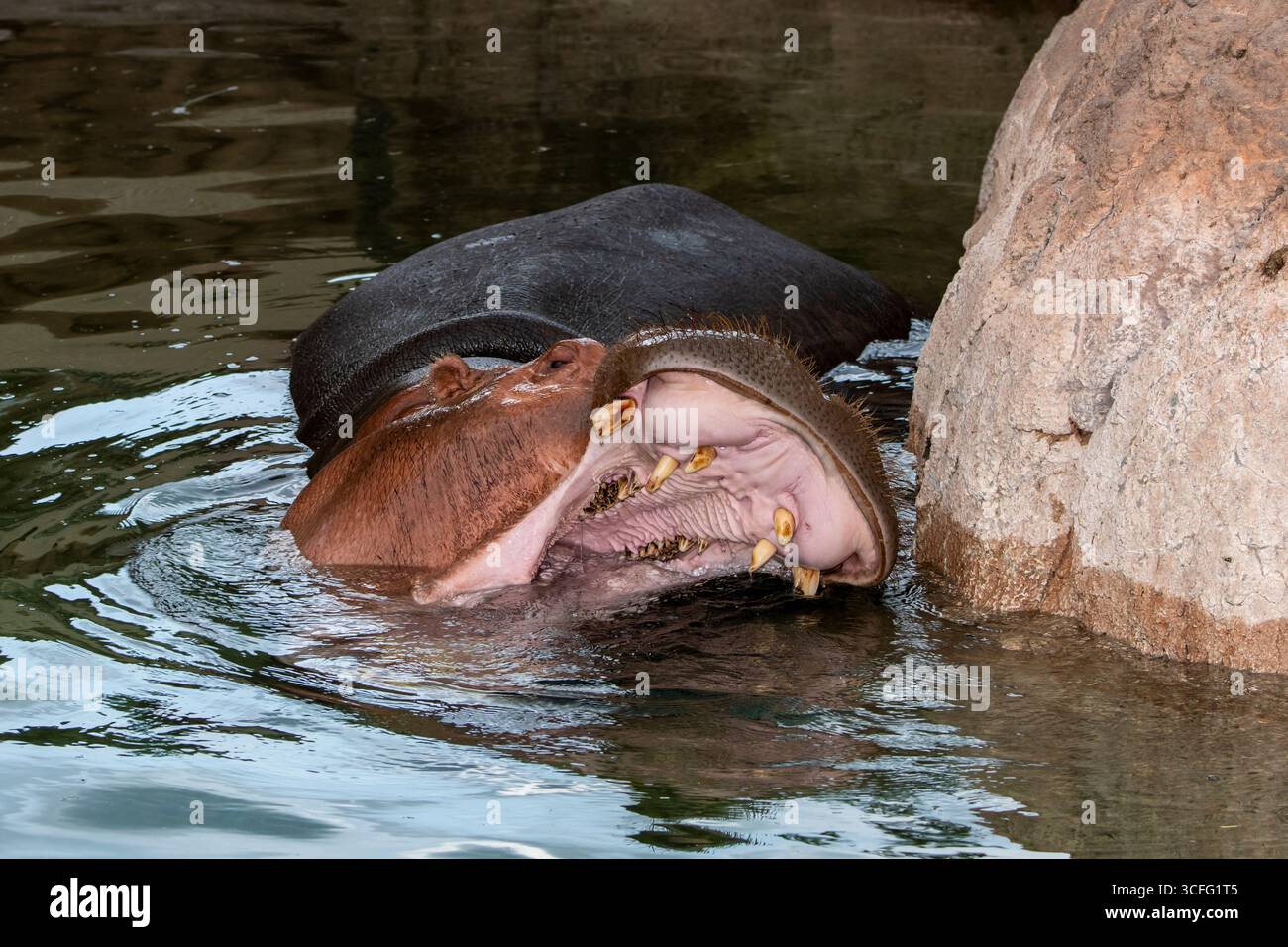 Topeka, Kansas. Zoo Topeka. Gros plan d'un Hippopotamus de la rivière ; Hippopotamus amphibius avec bouche ouverte montrant des dents Banque D'Images