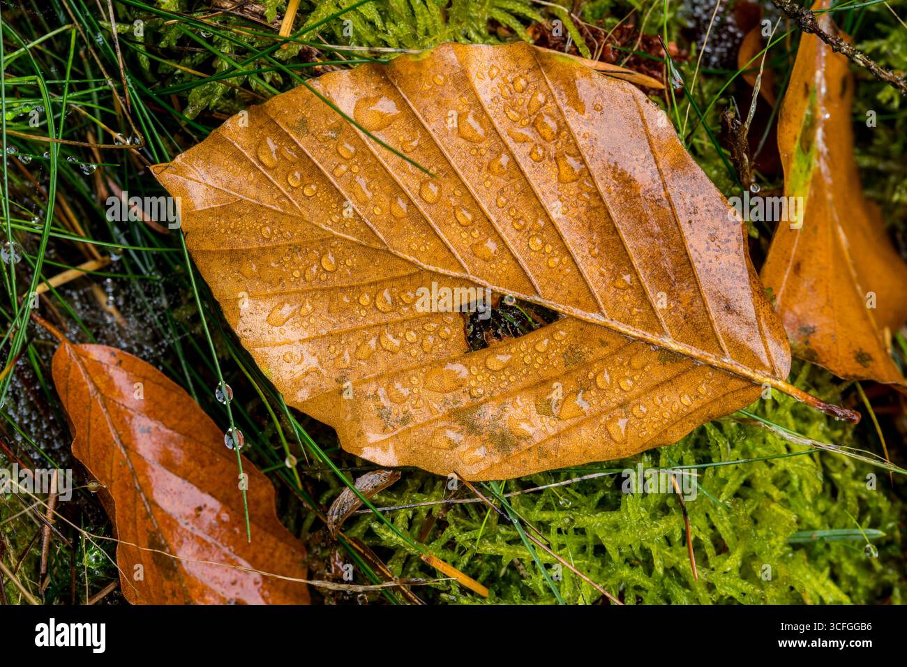 Feuille de hêtre orange sur mousse avec des gouttelettes d'eau macro, feuille de fond d'automne Banque D'Images