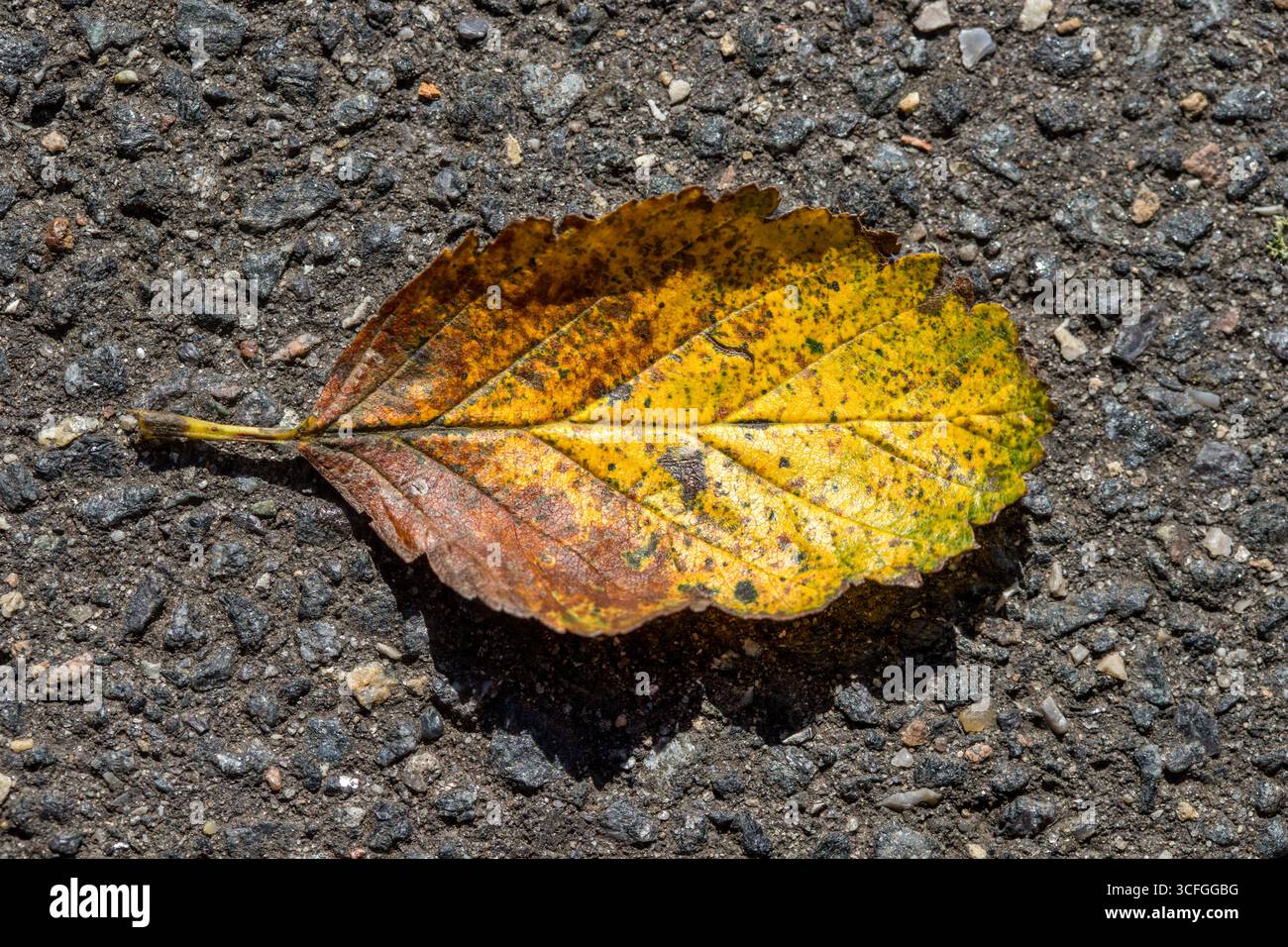 Feuille d'automne orange isolée sur asphalte au soleil, un fond d'automne Banque D'Images