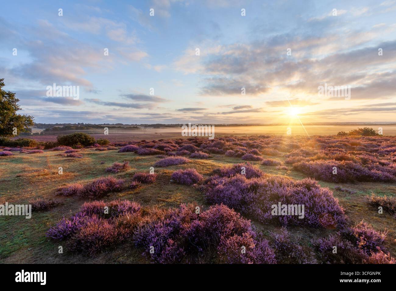 Lever de soleil incroyable sur le paysage couvert de bruyère violette sauvage. Rayons de soleil à l'aube sur les paysages ruraux dans le Norfolk Angleterre Banque D'Images