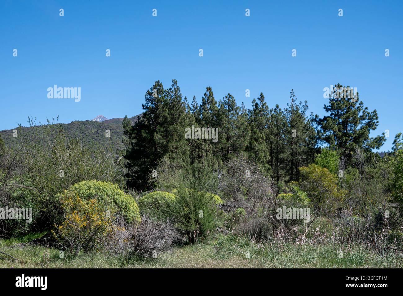 Une forêt avec une montagne en arrière-plan. Le ciel est clair et bleu. Les arbres sont grands et verts Banque D'Images