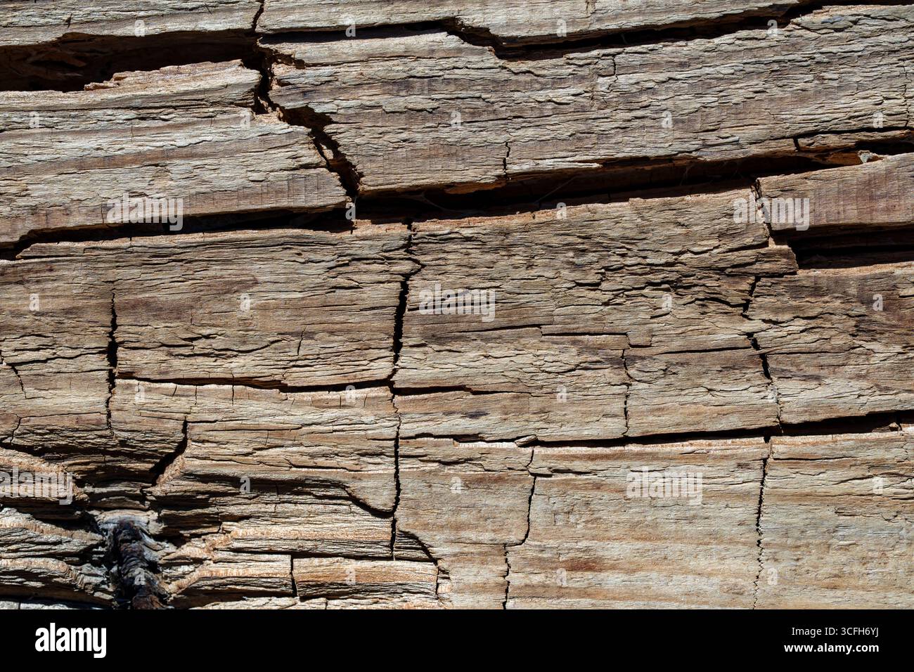 Vieille texture ou fond de bois de pin fissuré, gros plan. Surface rugueuse en bois Banque D'Images