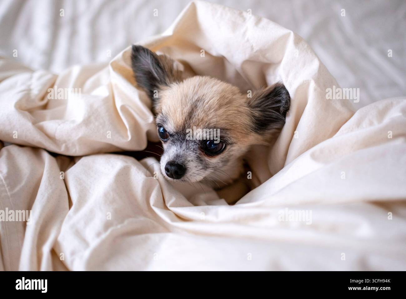 Chien chihuahua mignon enveloppé dans une couette. Banque D'Images