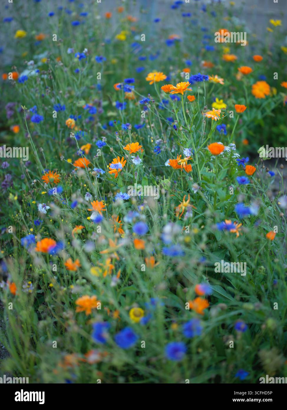 Bleuets en fleurs Centaurea cyanus Banque D'Images