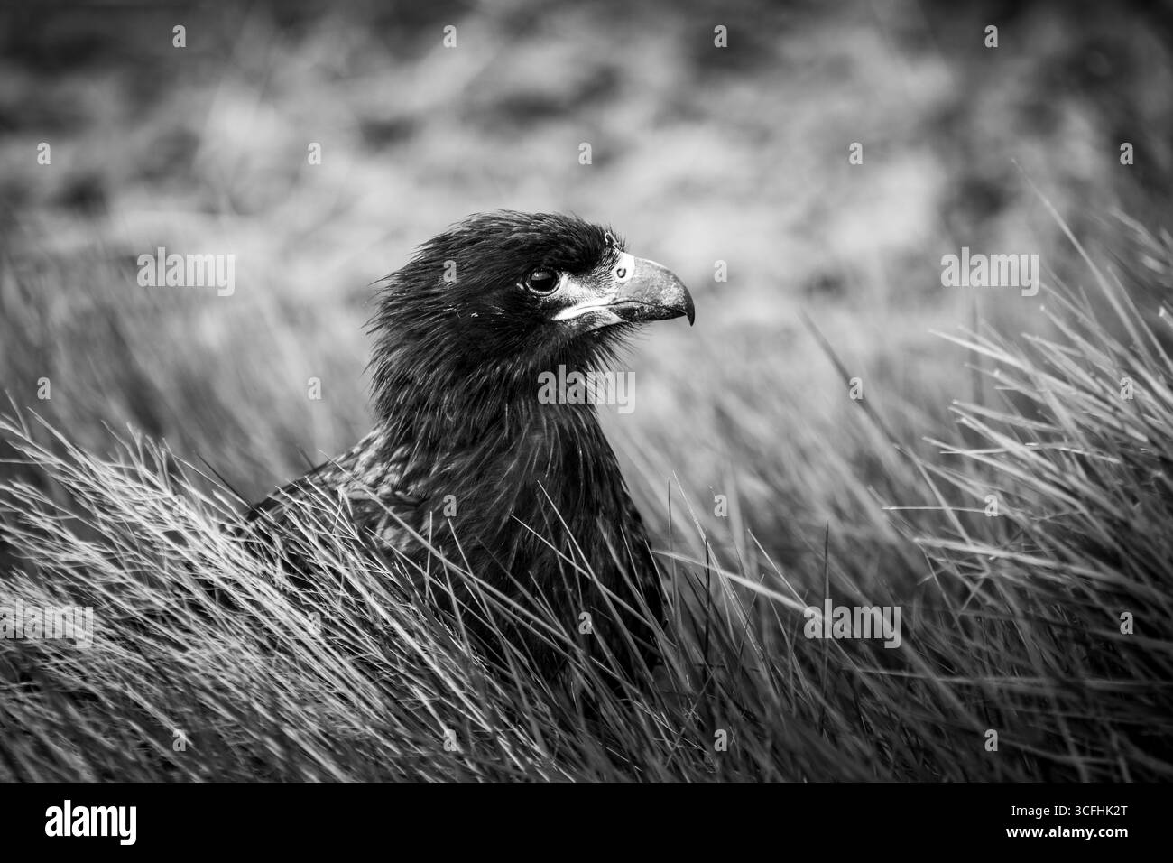 Carcas Island dans les îles Falkland. Antarctique - mystère, terre lointaine de nature pure et de vie sauvage Banque D'Images